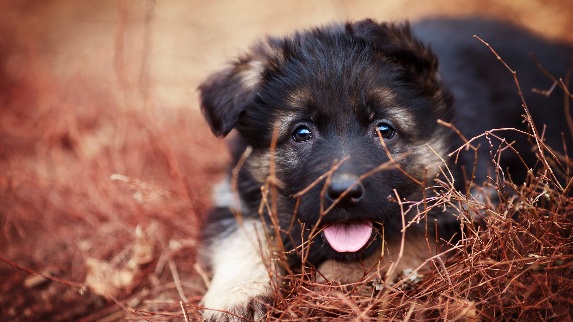 迷你德國牧羊犬幼犬 壁紙 — 一隻毛茸茸的黑色和棕褐色小狗，眼睛明亮，快樂地躺在乾草上，伸出舌頭，直視鏡頭。