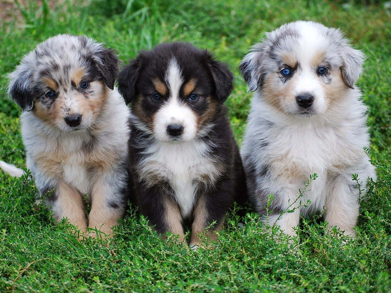 三隻可愛的澳洲牧羊犬幼犬坐在綠色草地上，擁有藍色眼睛。
