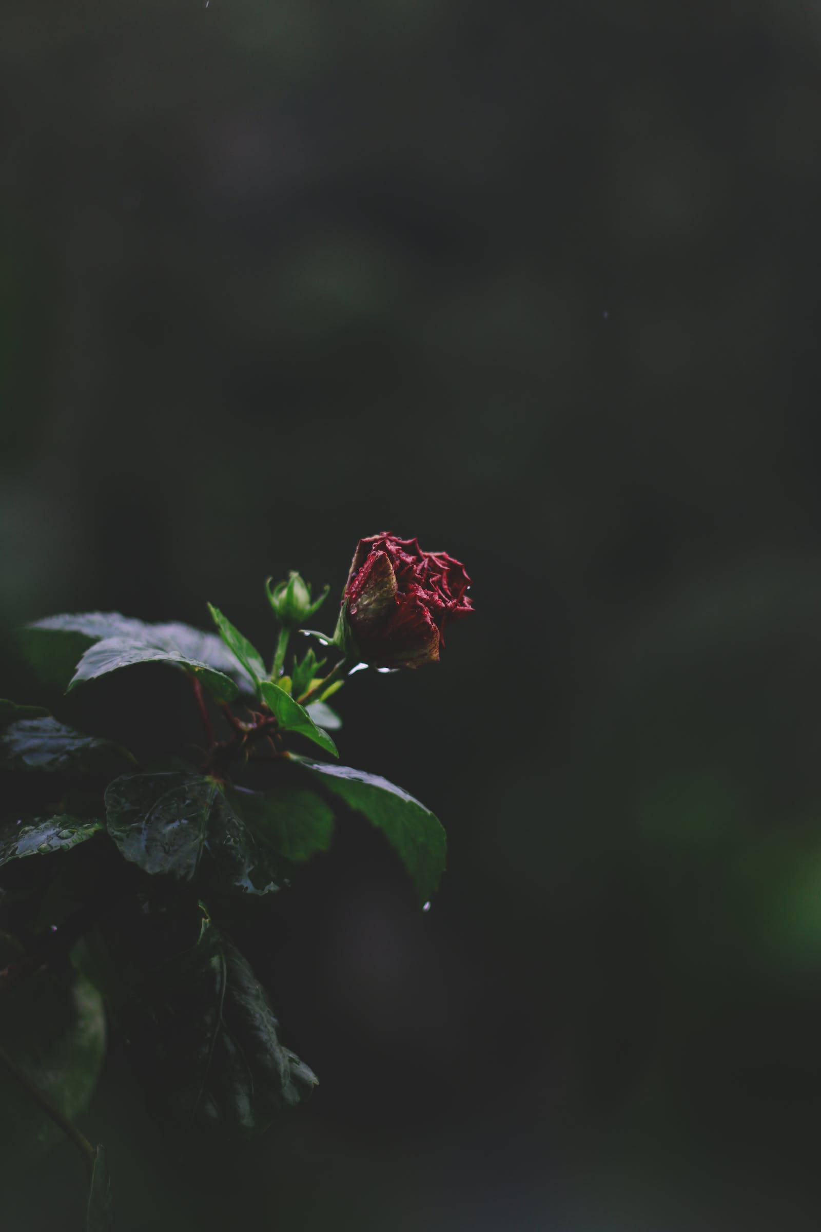 迷你紅玫瑰 iPhone 壁紙 — 一朵枯萎的紅色木芙蓉花在黑暗模糊的森林背景下悲傷地低垂著。