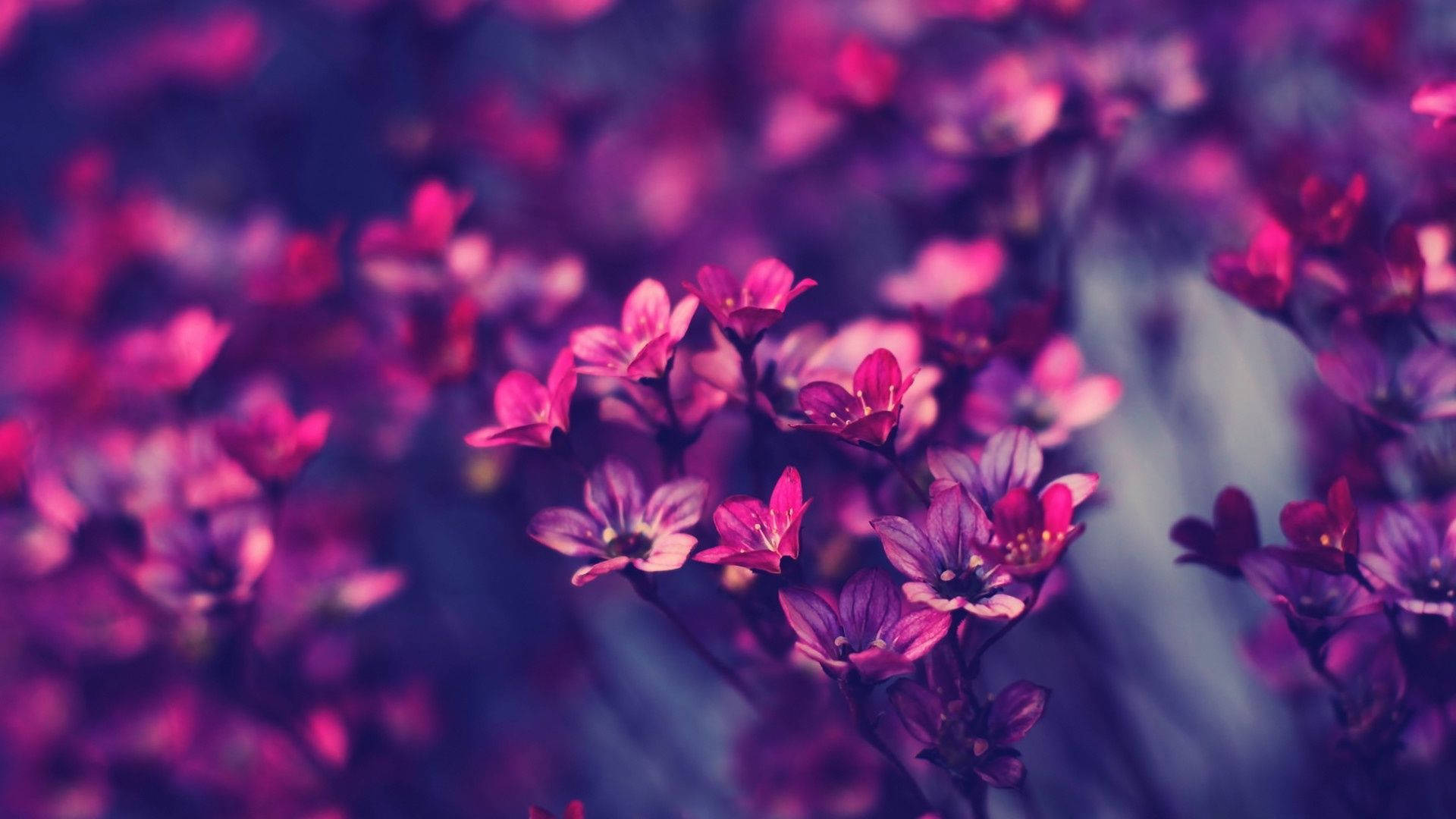 柔焦的粉紅色和紫色花朵，背景模糊