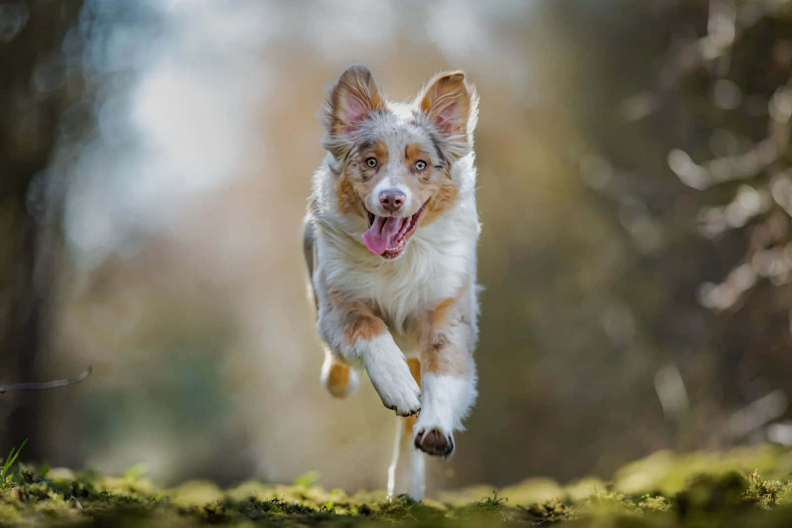 迷你美國牧羊犬品種照片 壁紙 — 一隻澳洲牧羊犬喺陽光普照嘅森林入面開心咁跳躍，地面鋪滿苔蘚，背景嘅樹木模糊不清。