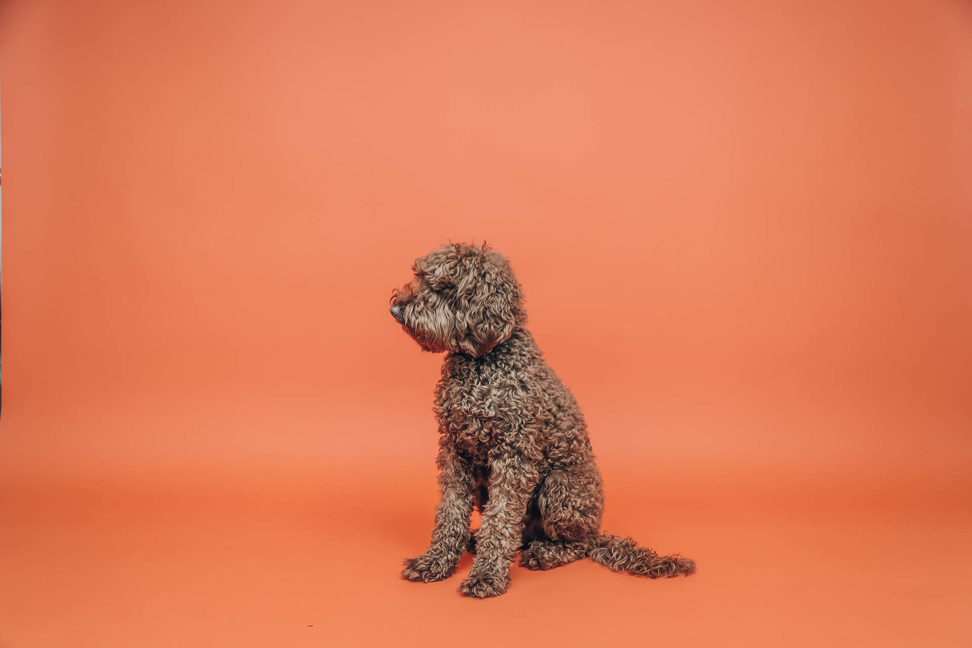 一隻捲毛棕色狗側面坐著，背景是橙色。
