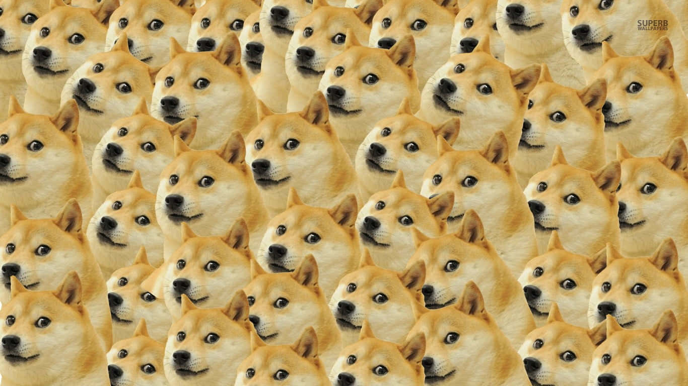 重複柴犬臉部圖案的壁紙，眼睛大而圓，頭部傾斜。