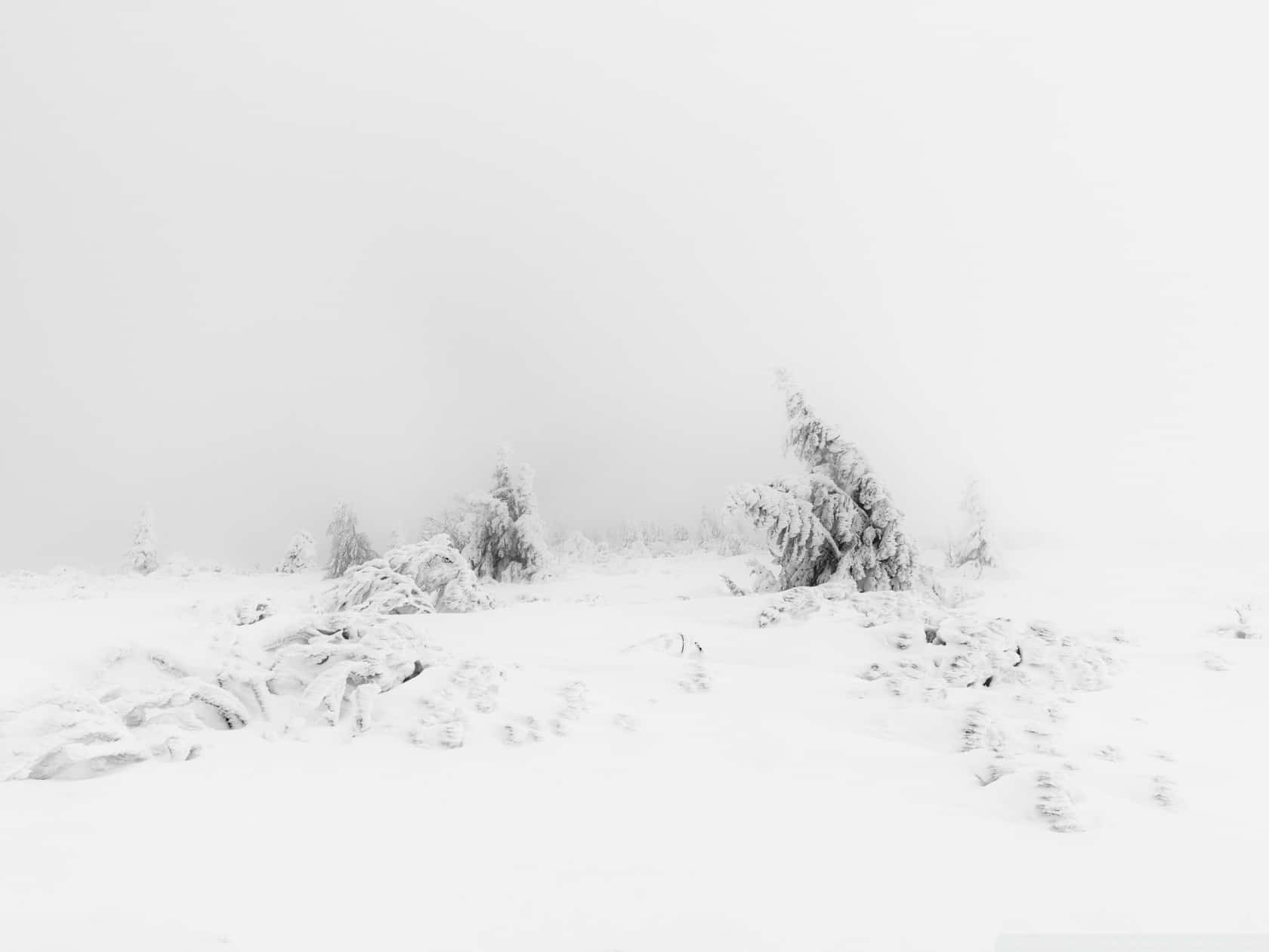 霧氣瀰漫的雪地森林場景，樹木光禿。