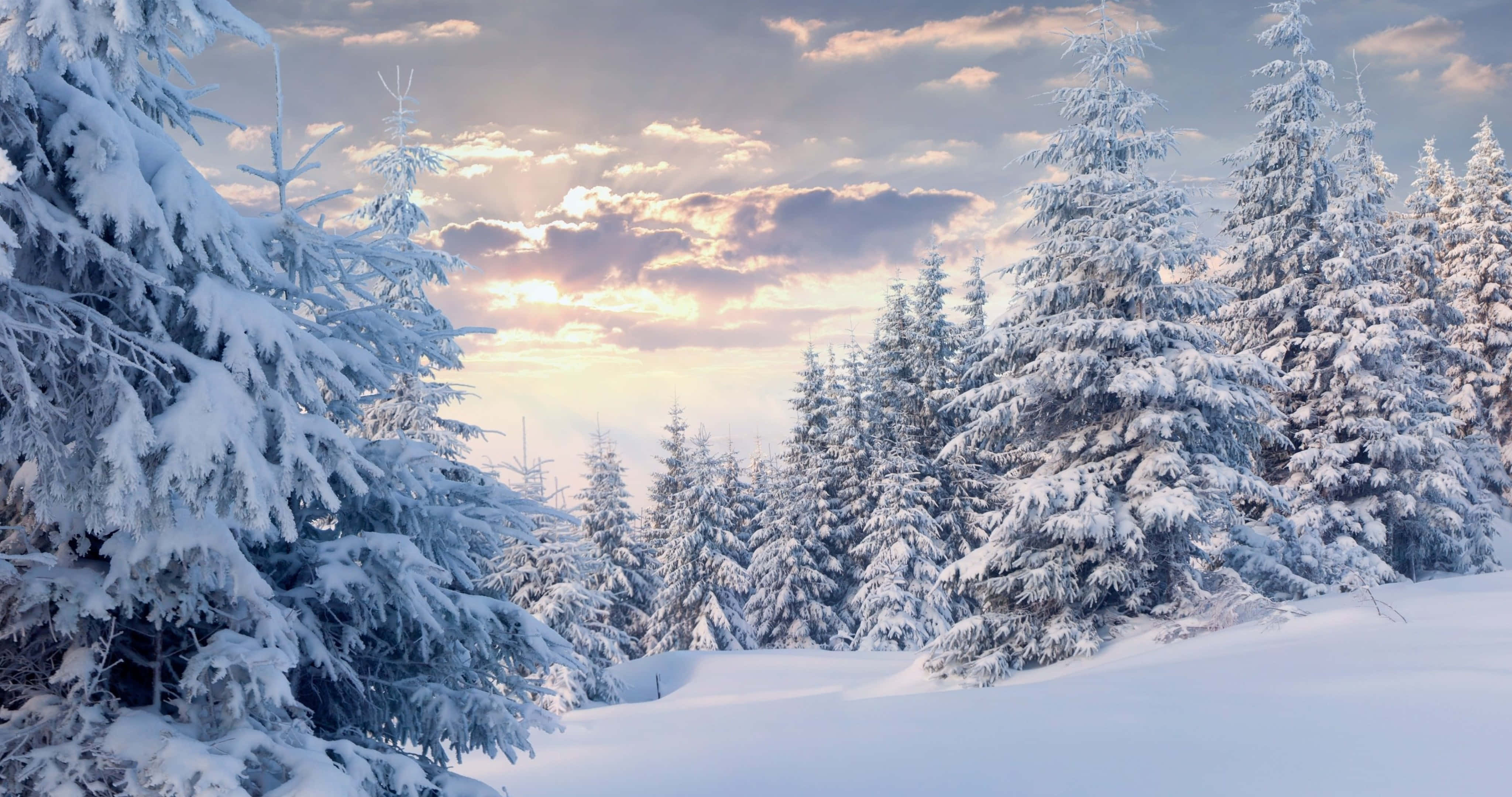 迷失於雪林之美 壁紙 — 白雪覆蓋著常綠樹，天空是柔和的金色日落，雲朵散佈。