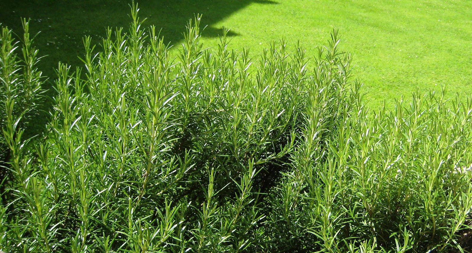 綠色花園中陽光照射的迷迭香植物的特寫。