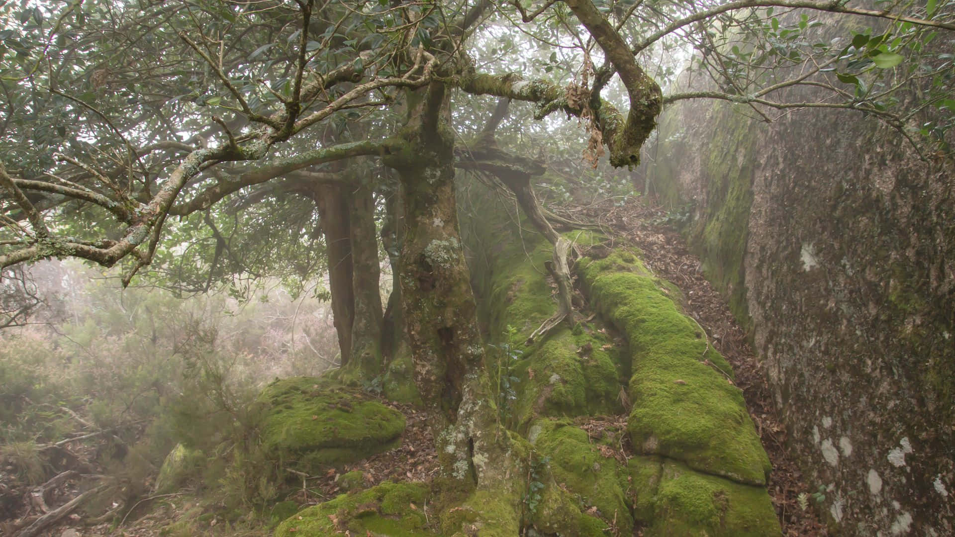 Haunted Forests 桌布 壁紙 — 迷霧森林小徑蜿蜒穿過長滿青苔的古樹和岩石，在柔和陰沉的光線下。