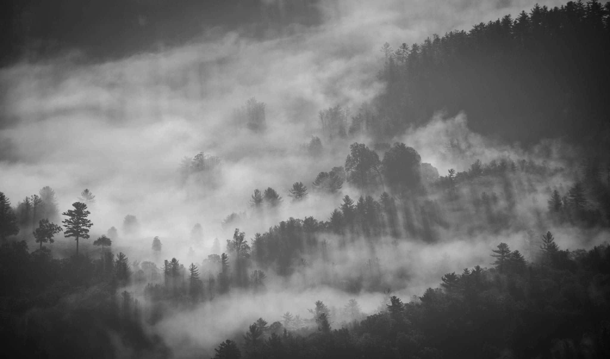 Black And White Landscape 桌布 壁紙 — 迷霧黑白森林山丘，霧氣飄過松樹，營造出寧靜的單色景觀。