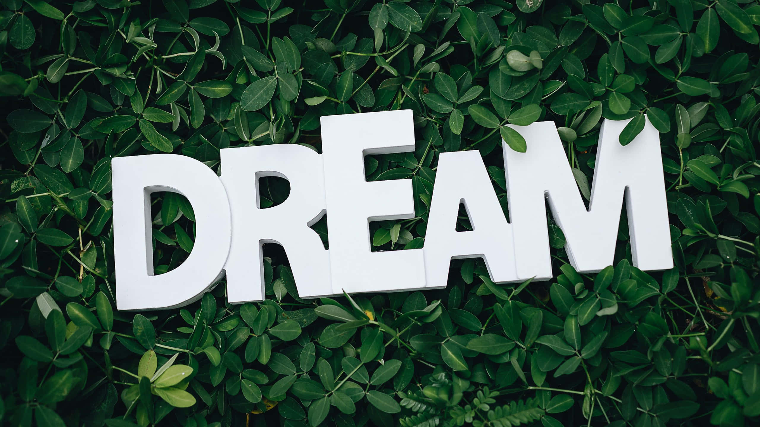 白色3D字母拼出DREAM，置於綠色葉子背景上。