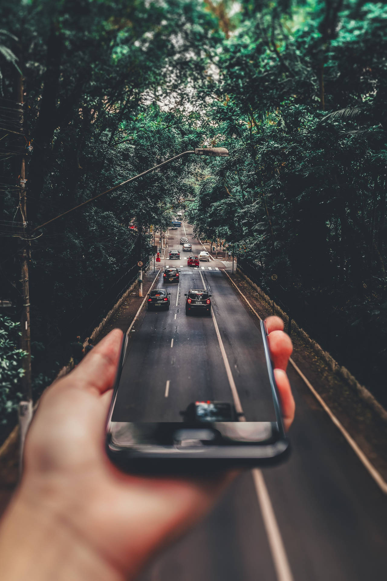 手拿著手機拍攝一條穿過茂密綠樹的道路，有汽車行駛。