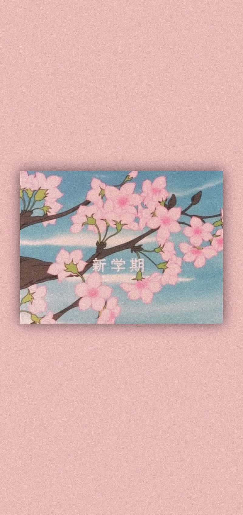 櫻花在樹枝上盛開，背景是藍天和白雲。