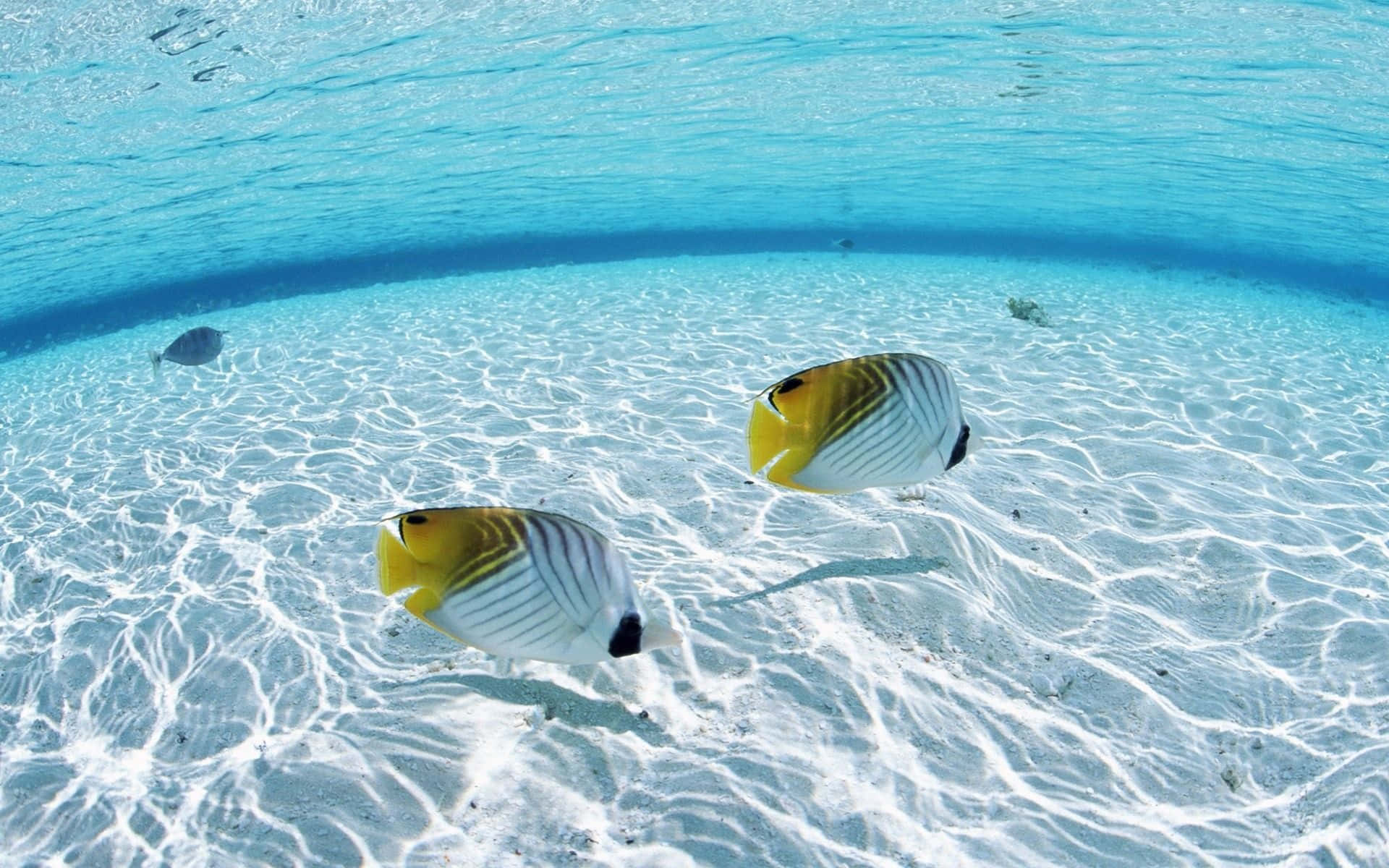 兩條色彩繽紛的蝴蝶魚在明亮的陽光下於沙質海床上游動。