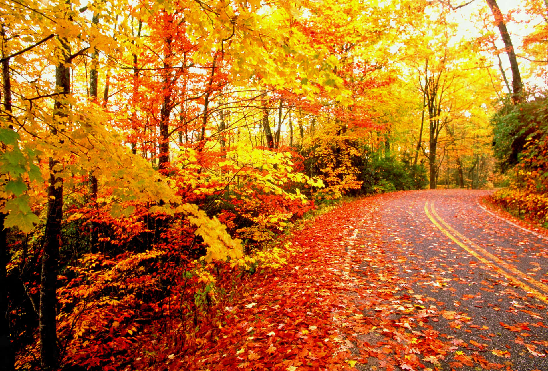 蜿蜒的道路穿過秋葉覆蓋的森林，紅色和橙色