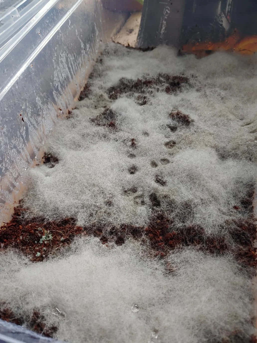 Cobwebs 桌布 壁紙 — 透明塑膠容器內潮濕土壤上生長白色絨毛黴菌的特寫視圖。