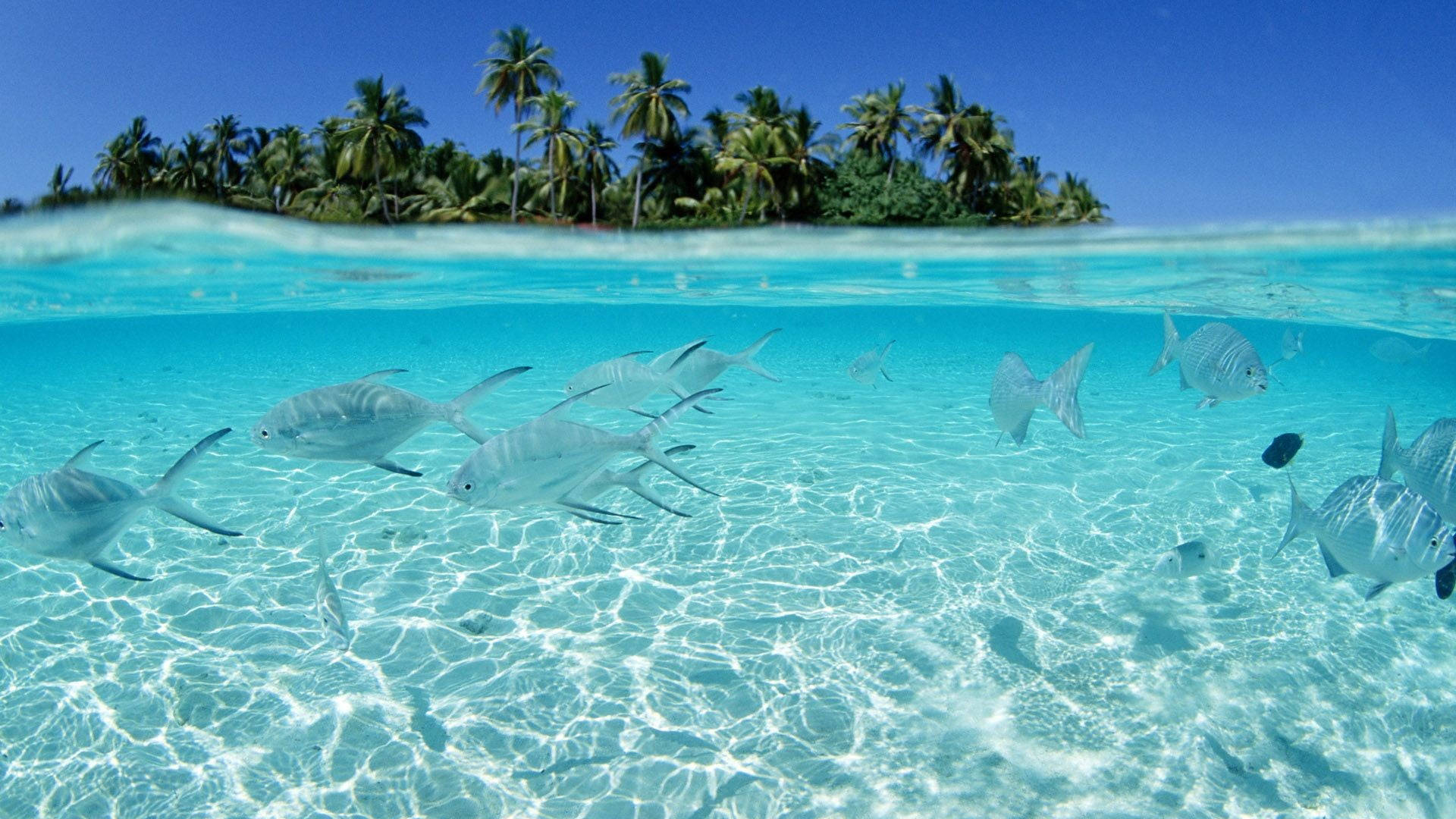 銀色魚群在棕櫚樹環繞的島嶼附近清澈碧綠的海水中游泳。