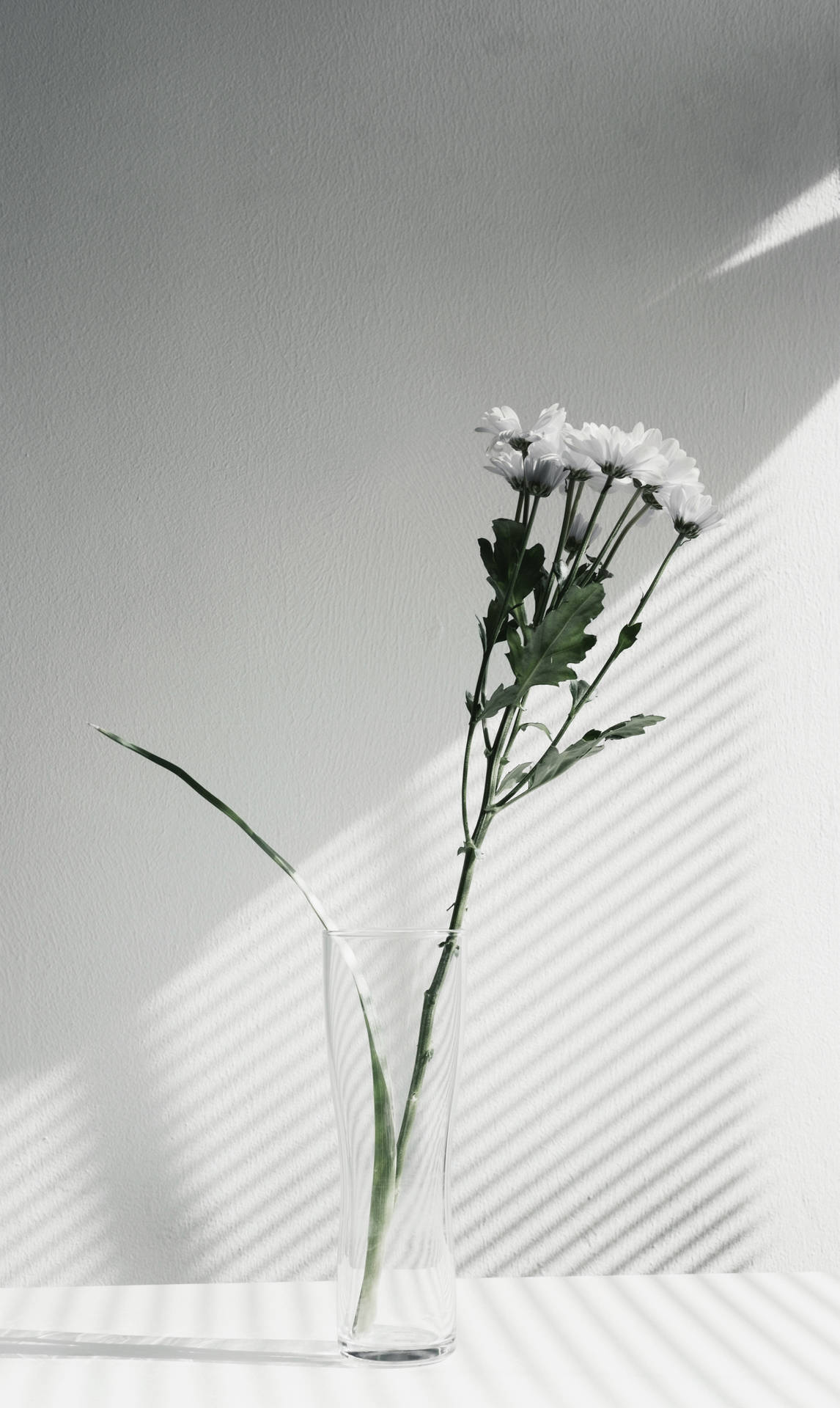 玻璃花瓶中的白色雛菊在牆上形成強烈的陰影圖案。 — 美學白色動態圖 壁紙