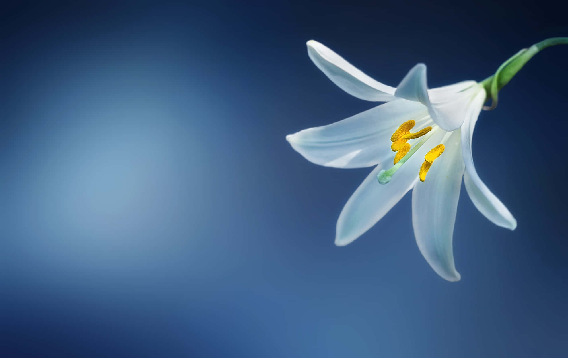透明百合花 壁紙 — 一朵帶有黃色雄蕊的白色百合花在柔和的漸變藍色背景上優雅地綻放。