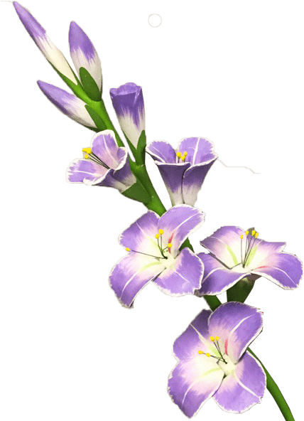透明背景紫色唐菖蒲花 壁紙 — 一束紫白相間的花朵，配以綠色莖幹，在純黑背景下綻放，姿態優雅。