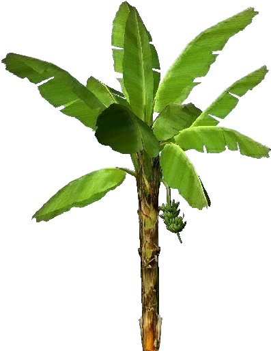 透明背景隔離的香蕉樹 壁紙 — 一棵充滿活力的綠色香蕉植物，擁有寬大的葉子和正在發育的果串，孤立地矗立在純黑色背景前。