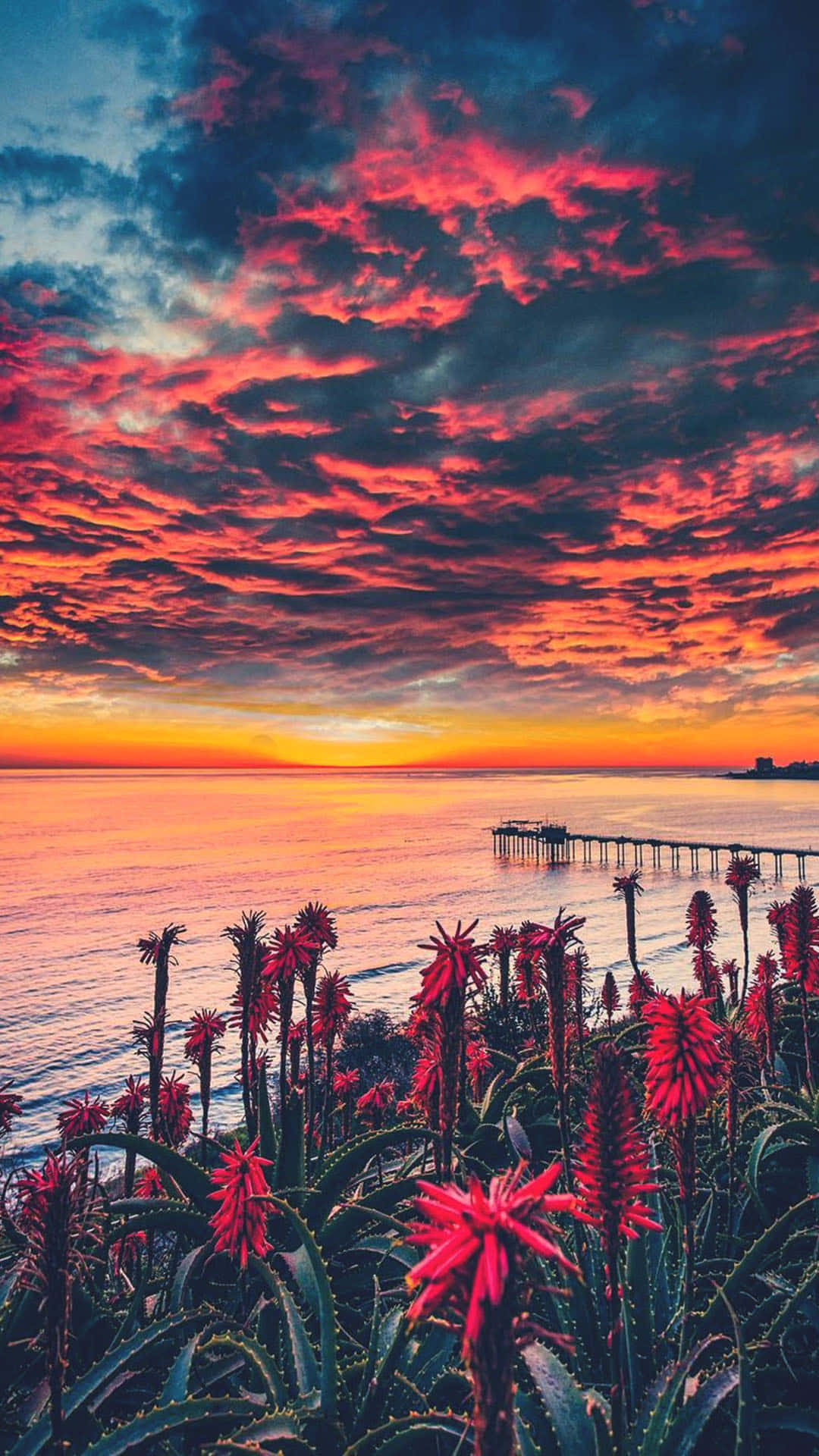 透過 iPhone 感受加州之美 壁紙 — 鮮豔的紅色花朵在前景盛開，熾熱的夕陽在海洋和碼頭上繪出戲劇性的雲彩。