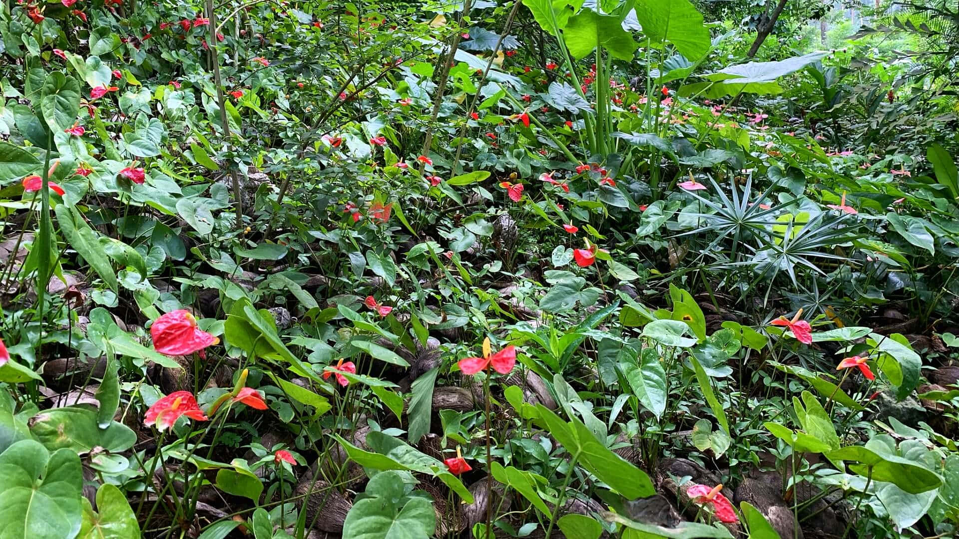 日光下的熱帶叢林場景，有紅色紅掌花和綠葉。