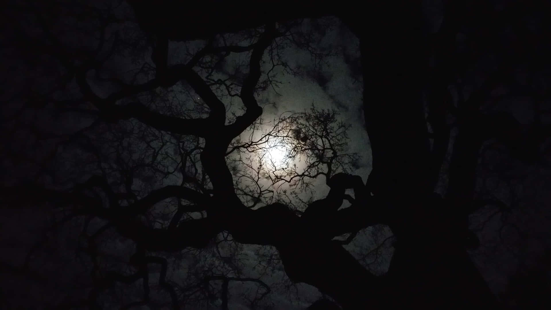 月光穿過光禿禿的樹枝，灑落在漆黑的夜空中。