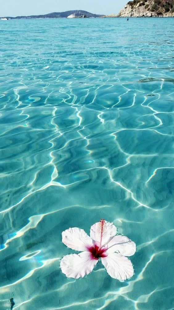 白色芙蓉花漂浮在碧綠的海水上，帶有漣漪和遠處的陸地。
