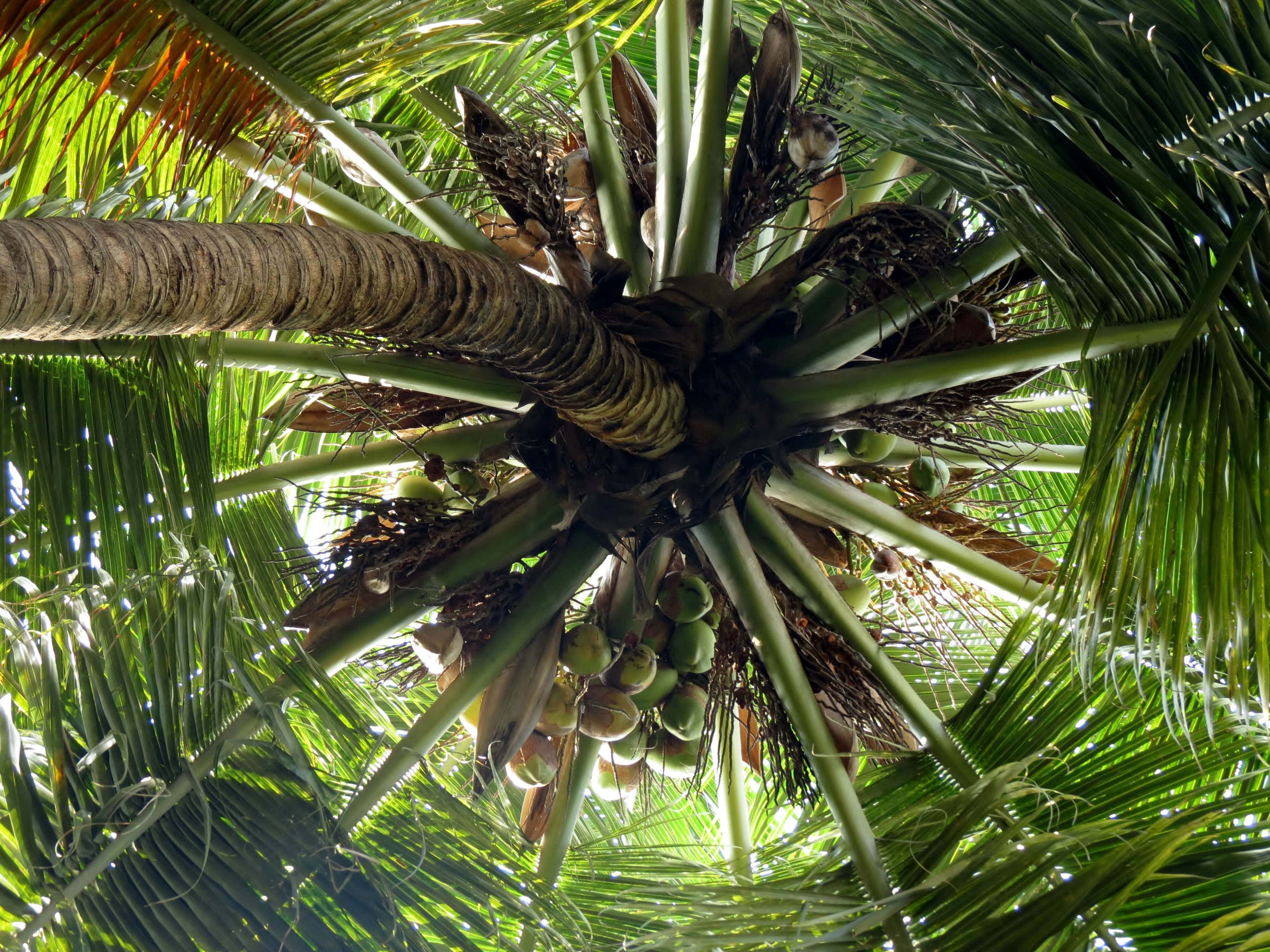 Coconut Tree 桌布 壁紙 — 透過充滿活力的綠色棕櫚葉向上看，看到粗壯的樹幹和懸掛的椰子沐浴在明亮的陽光中。