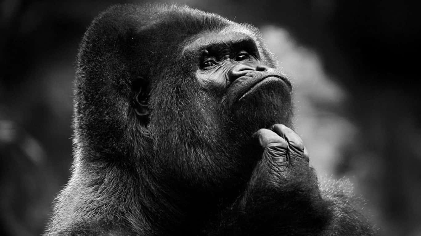 透過大猩猩近照欣賞野生動物 壁紙 — 一隻沉思的大猩猩向上凝視，一手托腮，構成引人注目的黑白肖像。