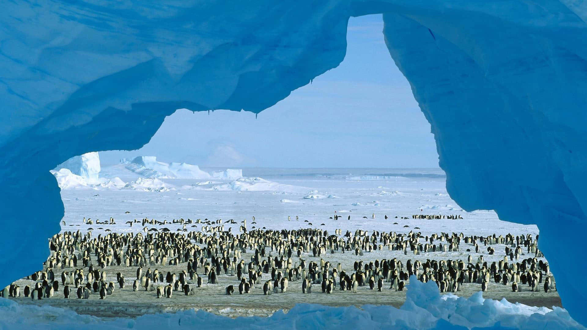 Antarctica 桌布 壁紙 — 透過天然藍色冰拱門觀看，一大群企鵝聚集在冰天雪地上。
