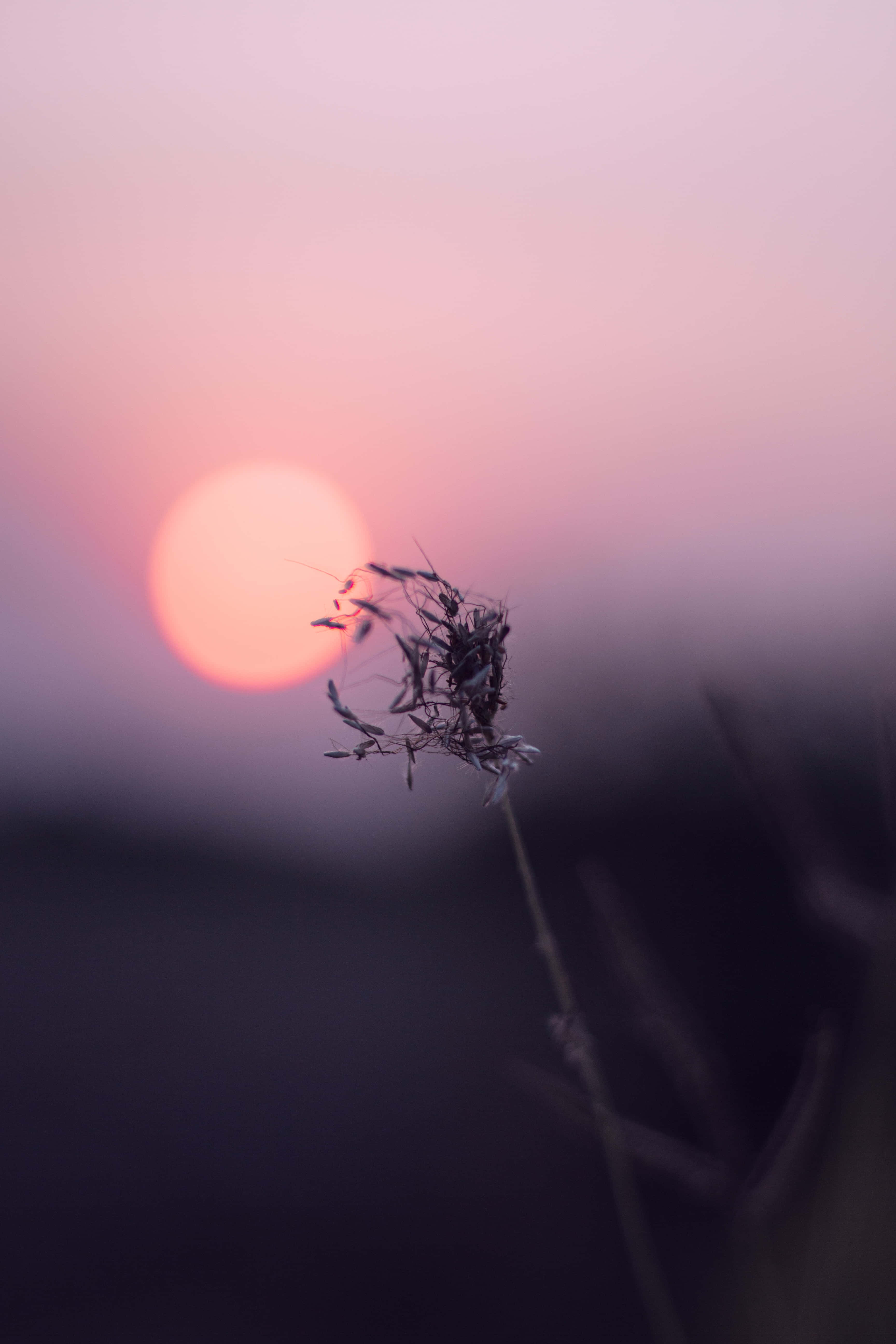 透過沉思尋找平靜 壁紙 — 一根乾草莖在柔和粉紅與橙色夕陽天空的襯托下形成剪影。