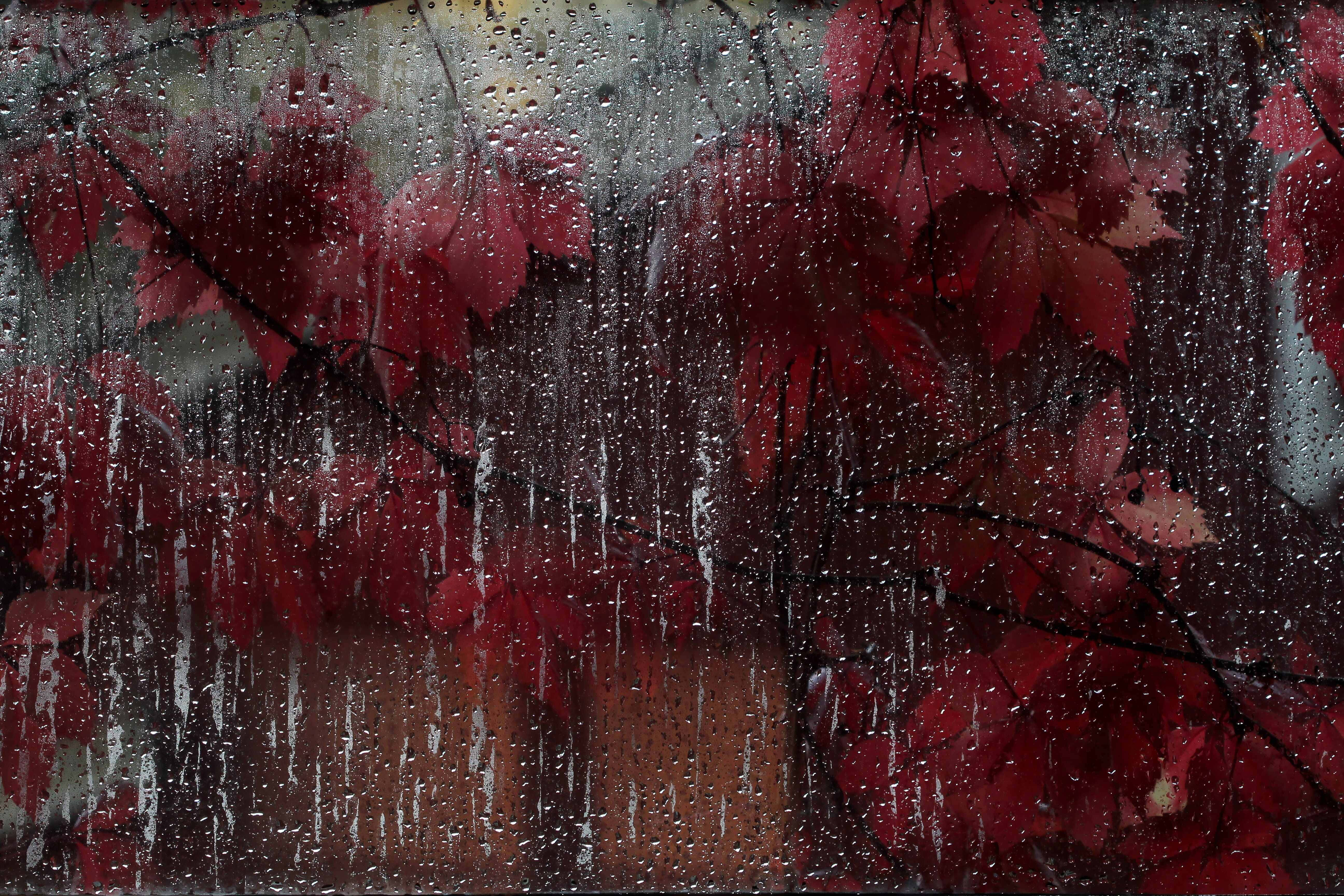 Fall Rain 桌布 壁紙 — 透過濺滿雨水的窗戶看到的鮮豔紅色秋葉，帶有流動的水滴。