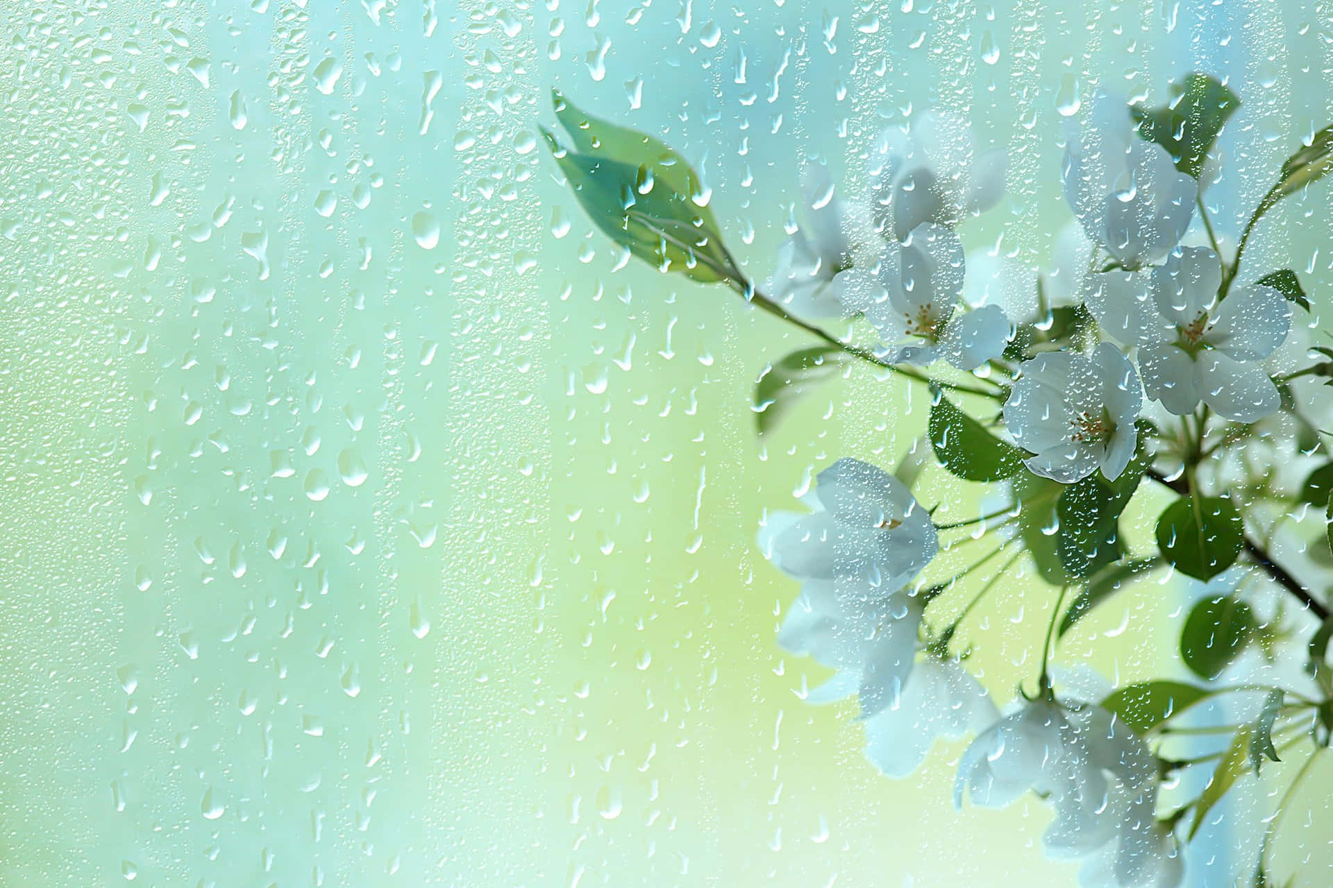 Spring Showers 桌布 壁紙 — 透過濺滿雨點的窗戶看到白色花朵和綠色葉子，背景柔和粉彩。