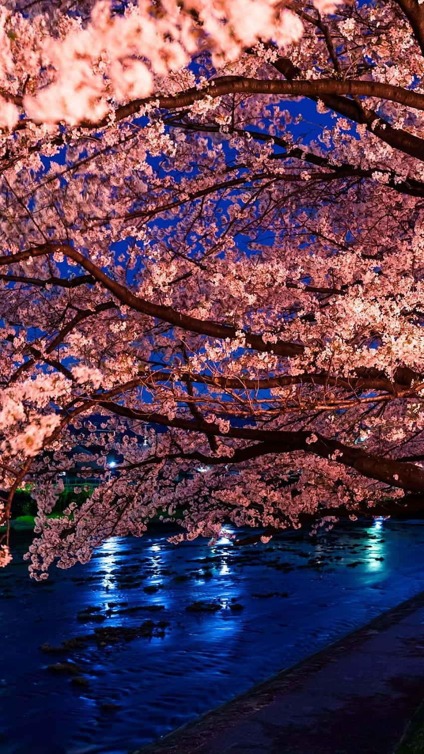 夜間點亮的粉紅櫻花，映照在平靜的河面上，反射城市燈光。