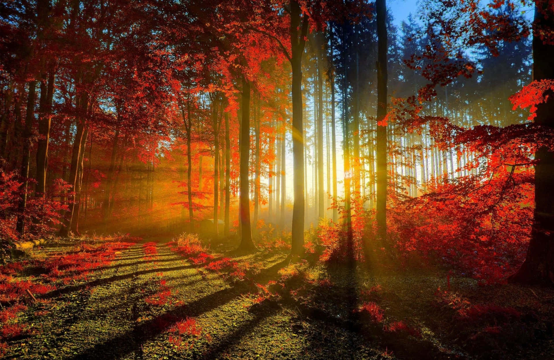 陽光透過紅色的秋樹，在森林小徑上投下金色陰影。