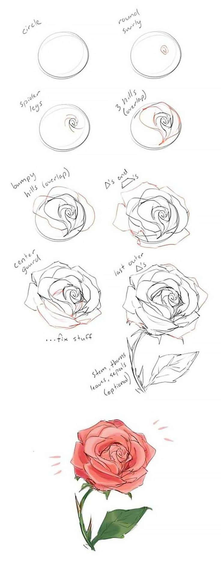 Rose Art 桌布 壁紙 — 逐步教學從基本形狀繪製玫瑰到完成的彩色插圖。