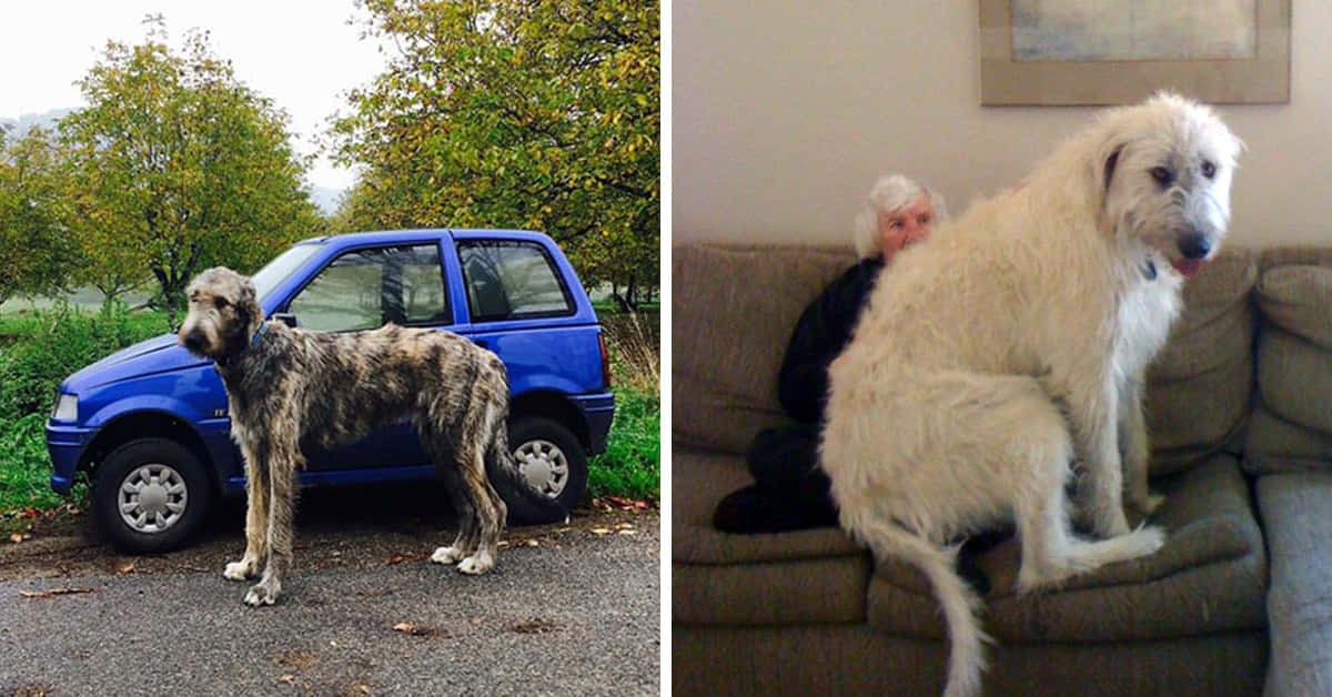 一隻大型愛爾蘭獵狼犬站在藍色汽車旁邊，並坐在沙發上，身後有一個人。
