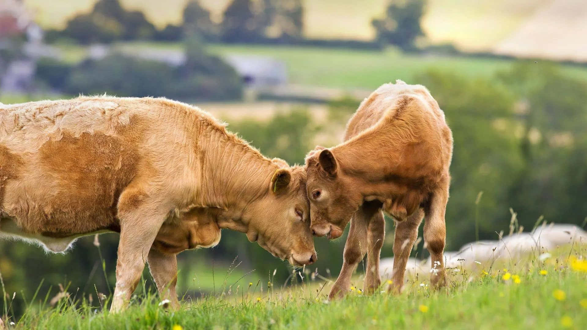 這些健康快樂的農場動物展現其多樣性 壁紙 — 兩隻淺啡色嘅牛喺陽光普照、點綴住黃色野花嘅綠色牧場上互相挨擦。