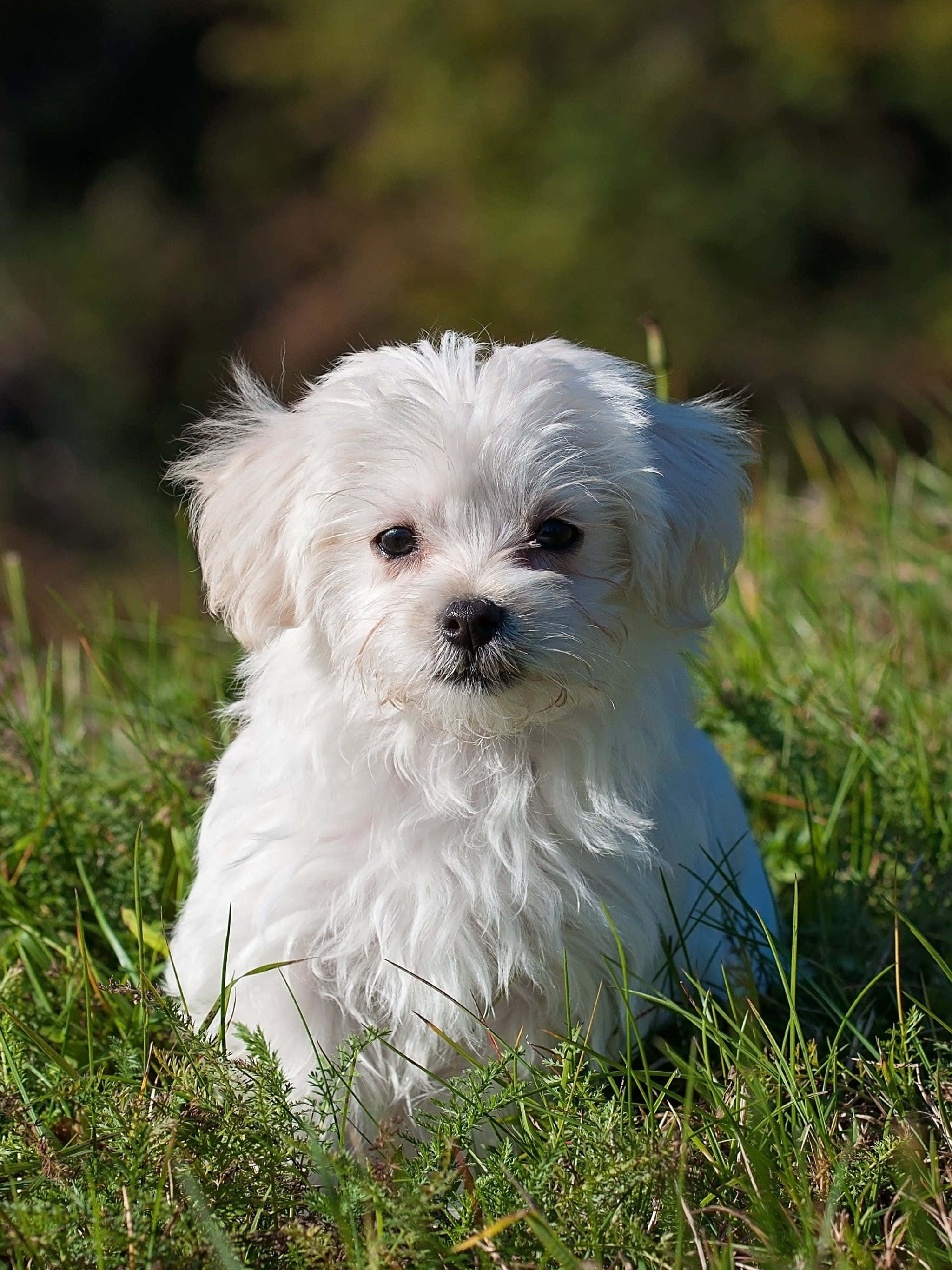 這些可愛馬爾濟斯幼犬會偷走你的心 壁紙 — 一隻毛茸茸的白色小狗，深色眼睛，在明亮的陽光下專注地坐在充滿活力的綠色草地上。