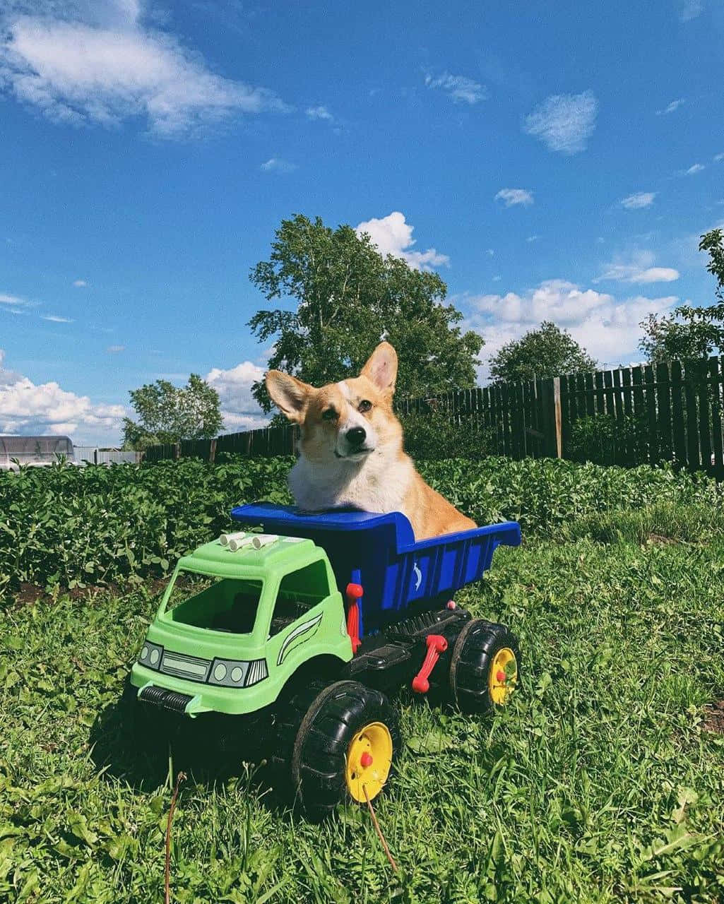 這些柯基幼犬笑得前仰後合! 壁紙 — 一隻柯基犬自豪地坐在一輛停泊在陽光明媚的草地上、藍天白雲下的綠色和藍色玩具自卸車上。