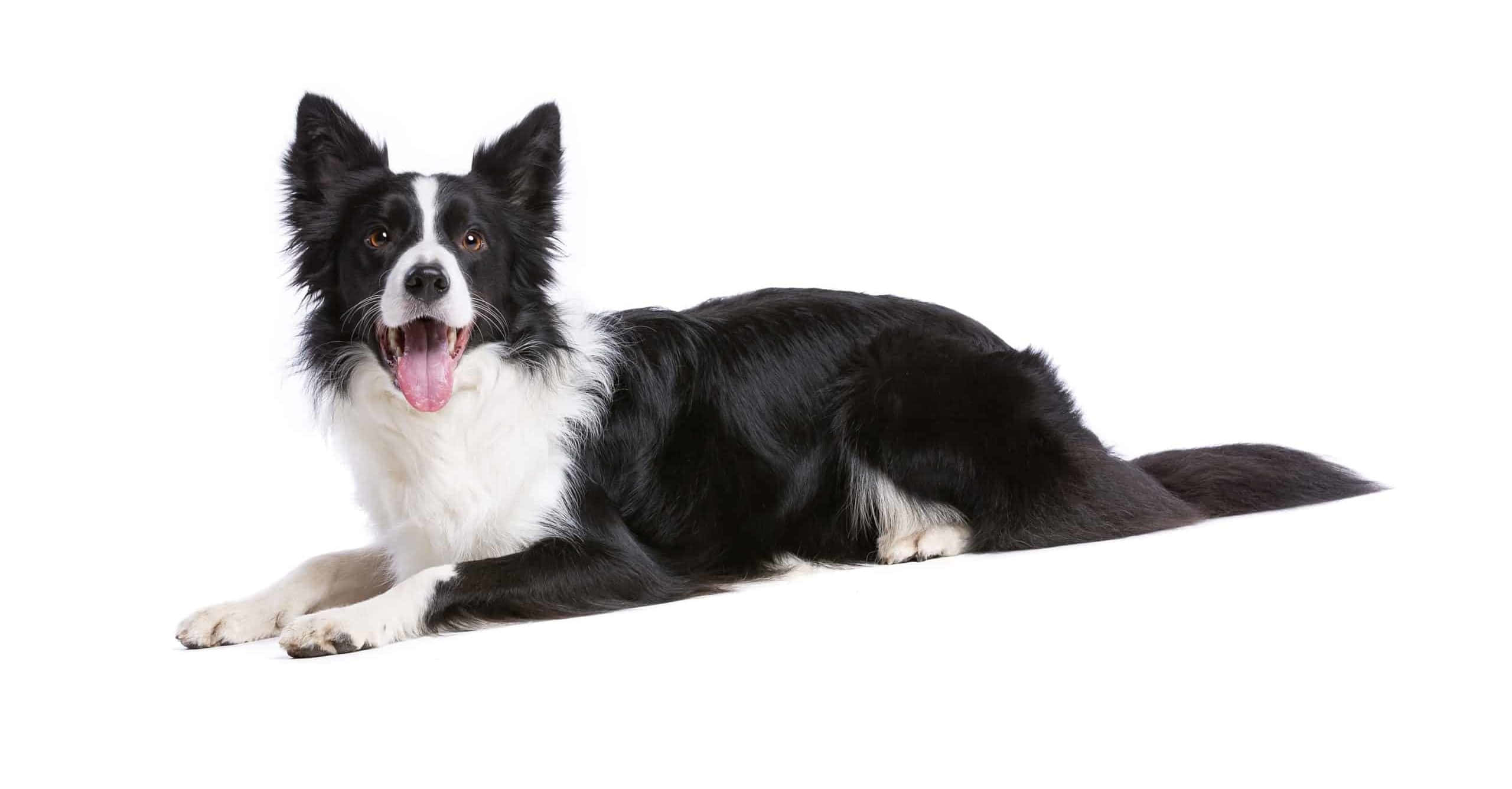「這位忠誠的夥伴準備好冒險了！」 壁紙 — 一隻黑白邊境牧羊犬放鬆地張開嘴躺在純白背景上。