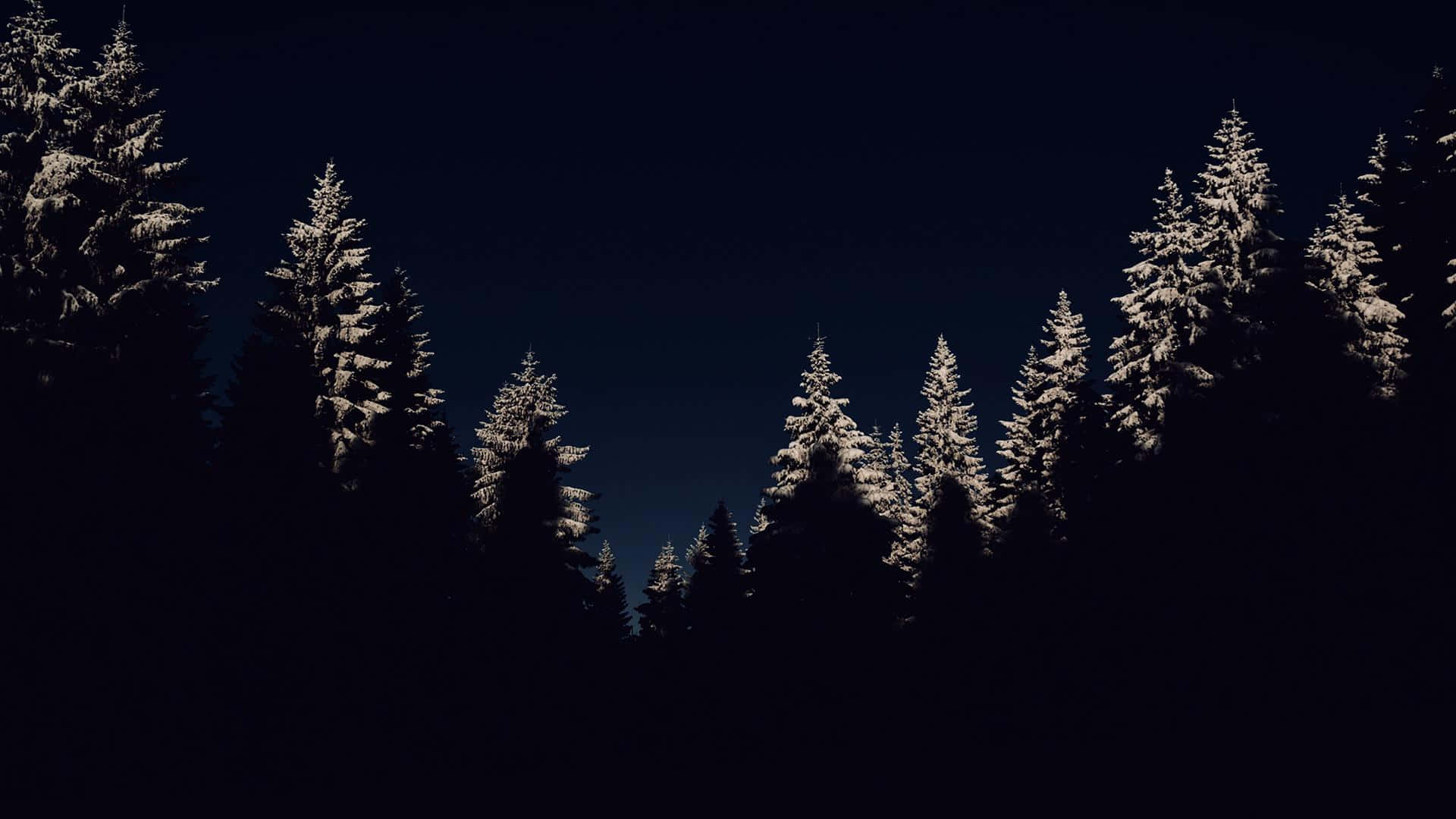 白雪覆蓋的松樹在黑暗的冬夜天空中呈現剪影。