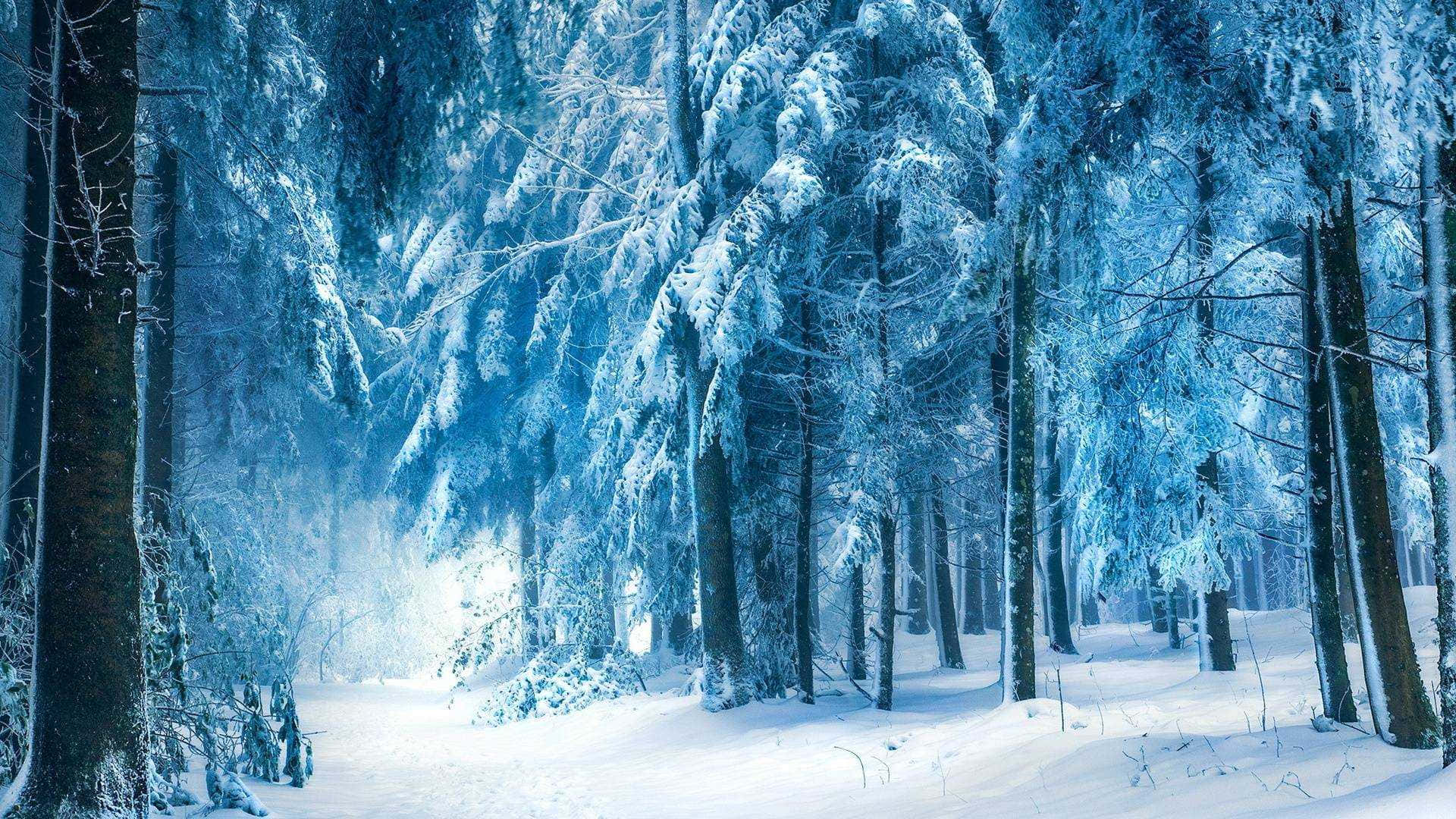 藍色冬季天空下，高聳樹木覆蓋著白雪的森林。
