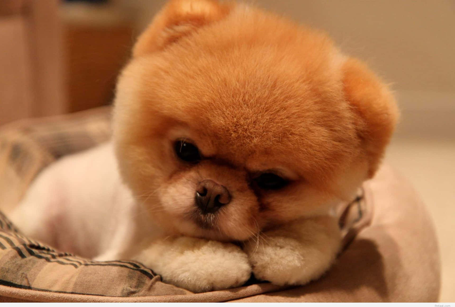 毛茸茸的橙白色幼犬在舒適的床上將頭靠在爪子上。
