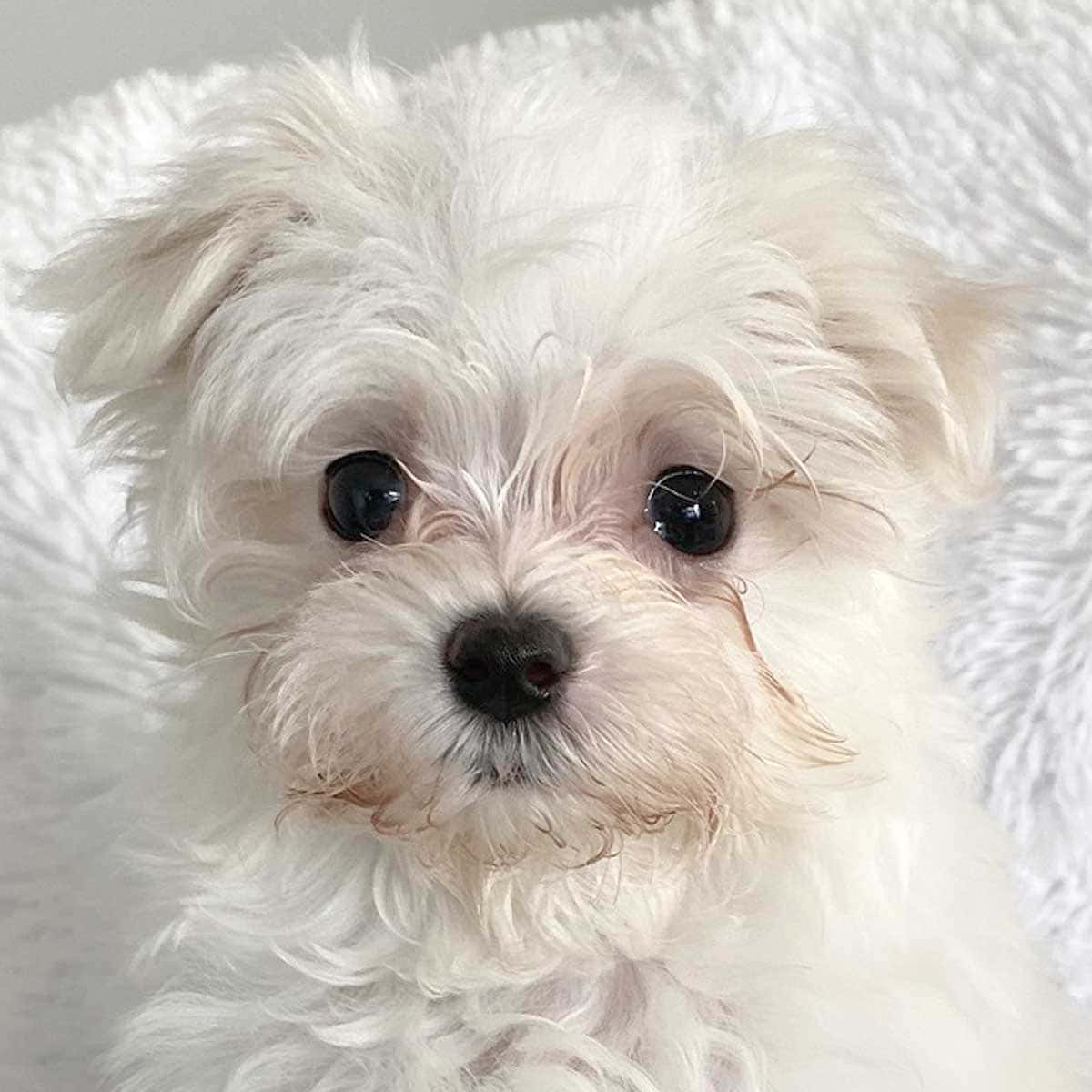 這兩隻馬爾濟斯幼犬愛依偎 壁紙 — 一隻毛茸茸的白色小狗，有著大大的深色眼睛，在柔軟的白色紋理背景前直視鏡頭。