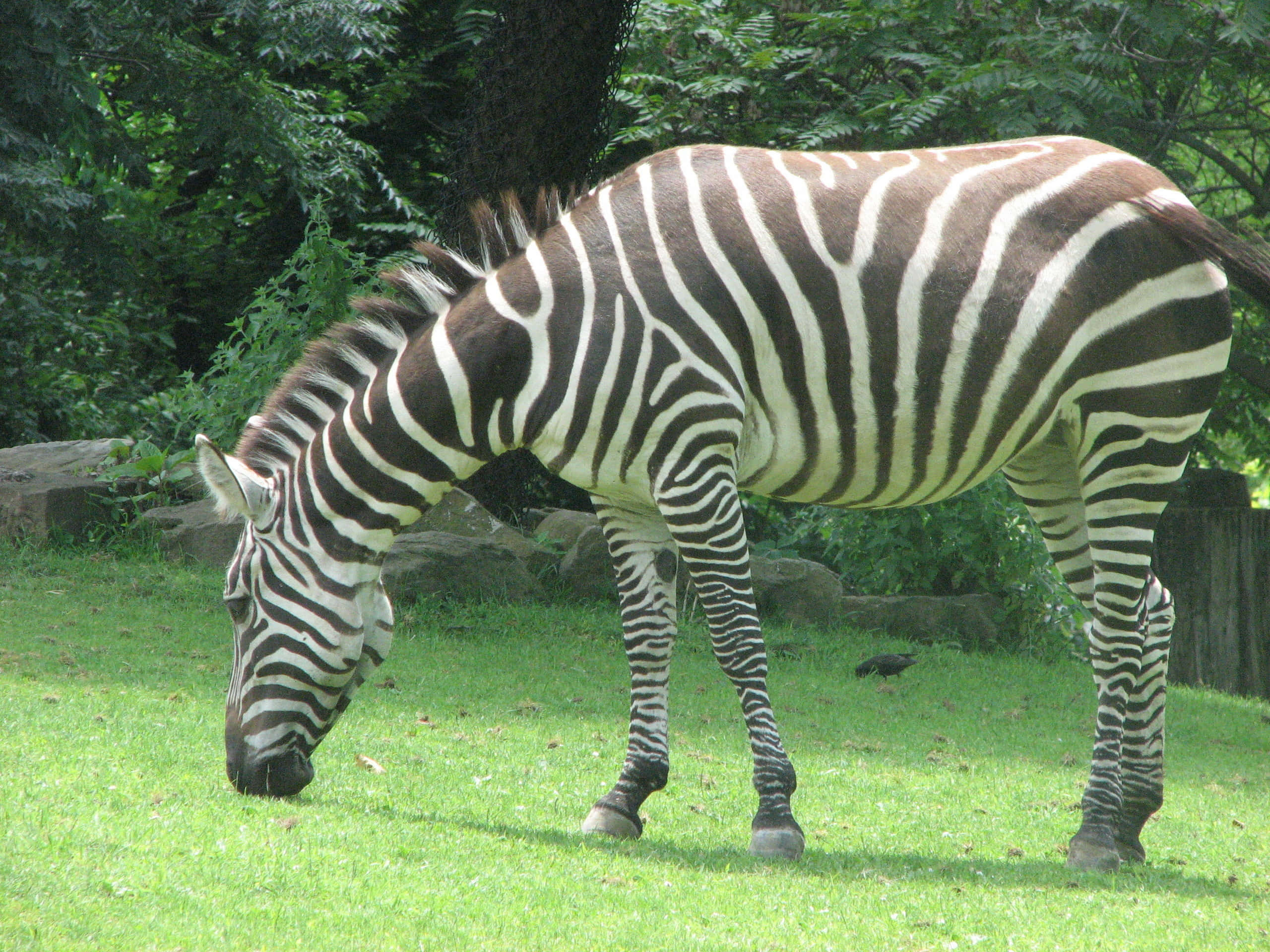 這張精彩照片捕捉了可愛的動物園動物 壁紙 — 一匹斑馬在茂密樹葉背景下的斑駁陽光中，在茂盛的綠草上平靜地吃草。