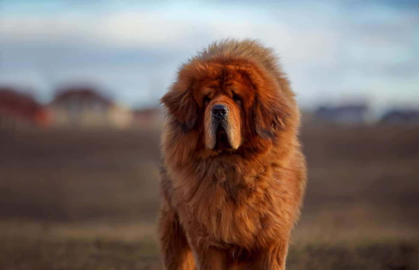 這是一隻德國牧羊犬幼犬 壁紙 — 一隻威嚴的藏獒，擁有濃密金色毛髮，在廣闊的田野上，在柔和暮色天空下威風凜凜地站立。