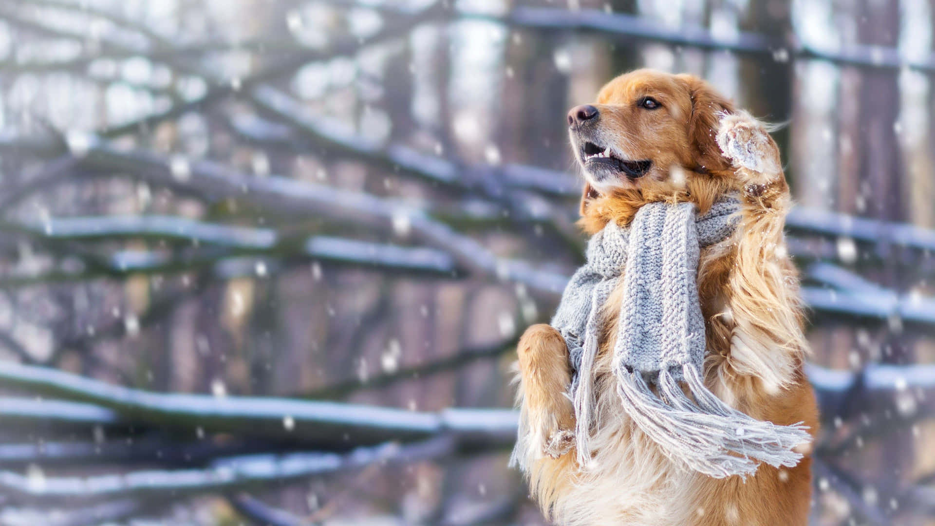 雪中的金毛尋回犬，戴灰色圍巾