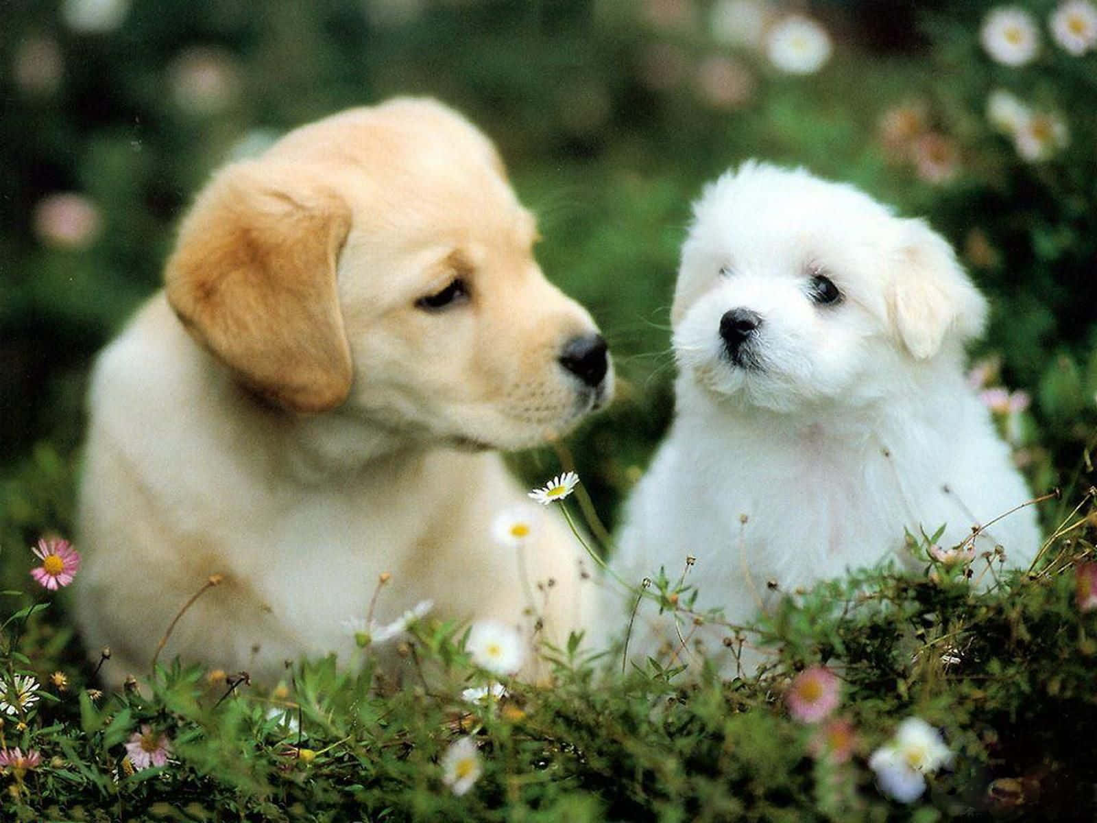 這隻可愛幼犬興奮地舉起爪子！ 壁紙 — 兩隻可愛的小狗，一隻金色一隻白色，一起坐在雛菊和野花田裡。