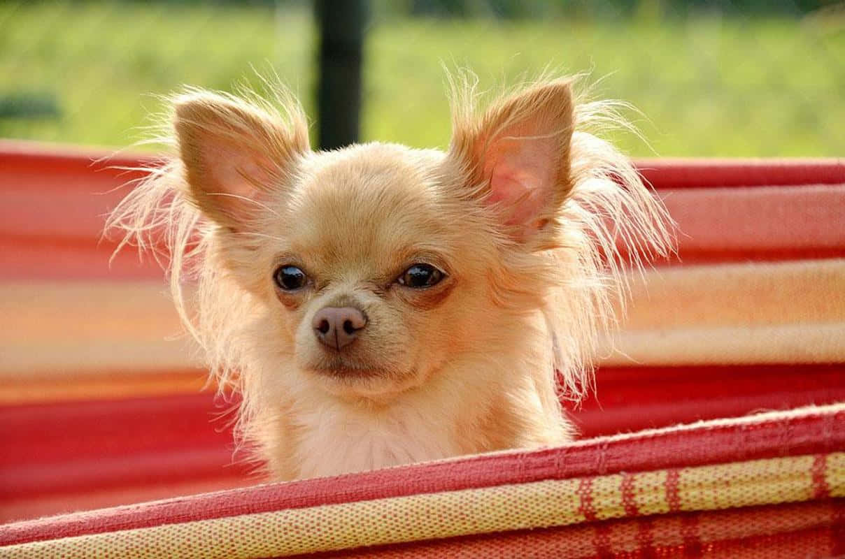 一隻小型芝娃娃犬在戶外的紅色條紋吊床上休息。